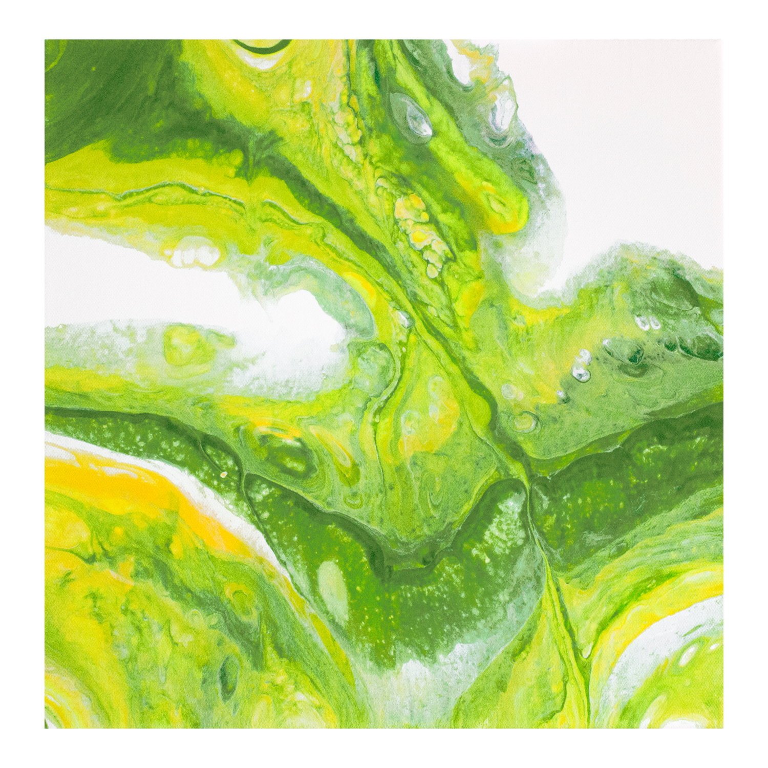 philodendron print Philodendron Print